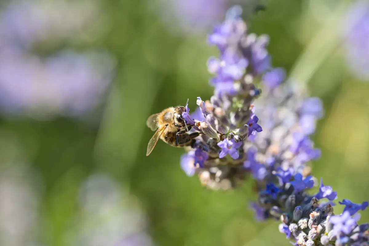 Eine Biene sammelt Nektar und Pollen