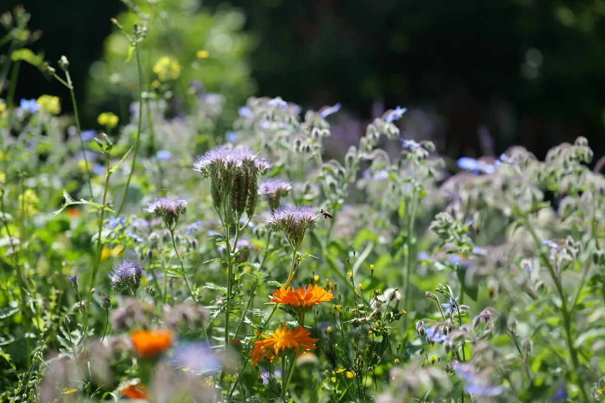 Eine bunte Blumenwiese ist für Mensch und Insekten schön.