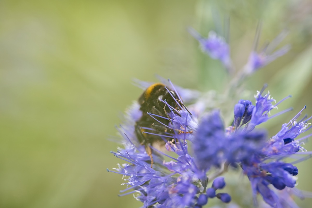 Die Honigbiene ist wohl die bekannteste Bienenart. Dabei gibt es eine Vielzahl an Bienenarten in Deutschland. In diesem Artikel werfen wir einen Blick auf die Unterschiede zwischen Wildbienen und Honigbienen.