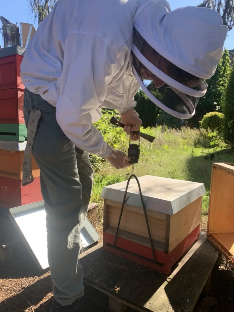Mehrere Imker am Bienenvolk