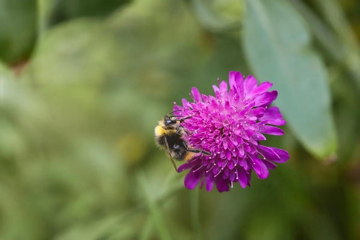 Wiesenhummel